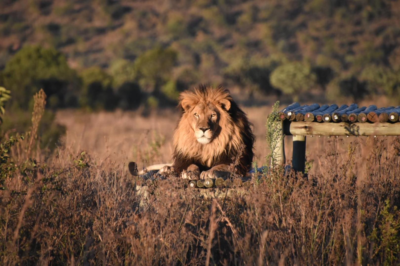 Schrikkloof Private Nature Reserve, Home Of The Lions Foundation Bela-Bela Exterior photo