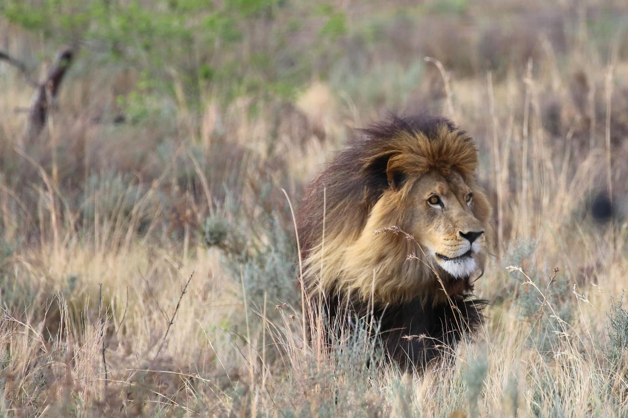 Schrikkloof Private Nature Reserve, Home Of The Lions Foundation Bela-Bela Exterior photo
