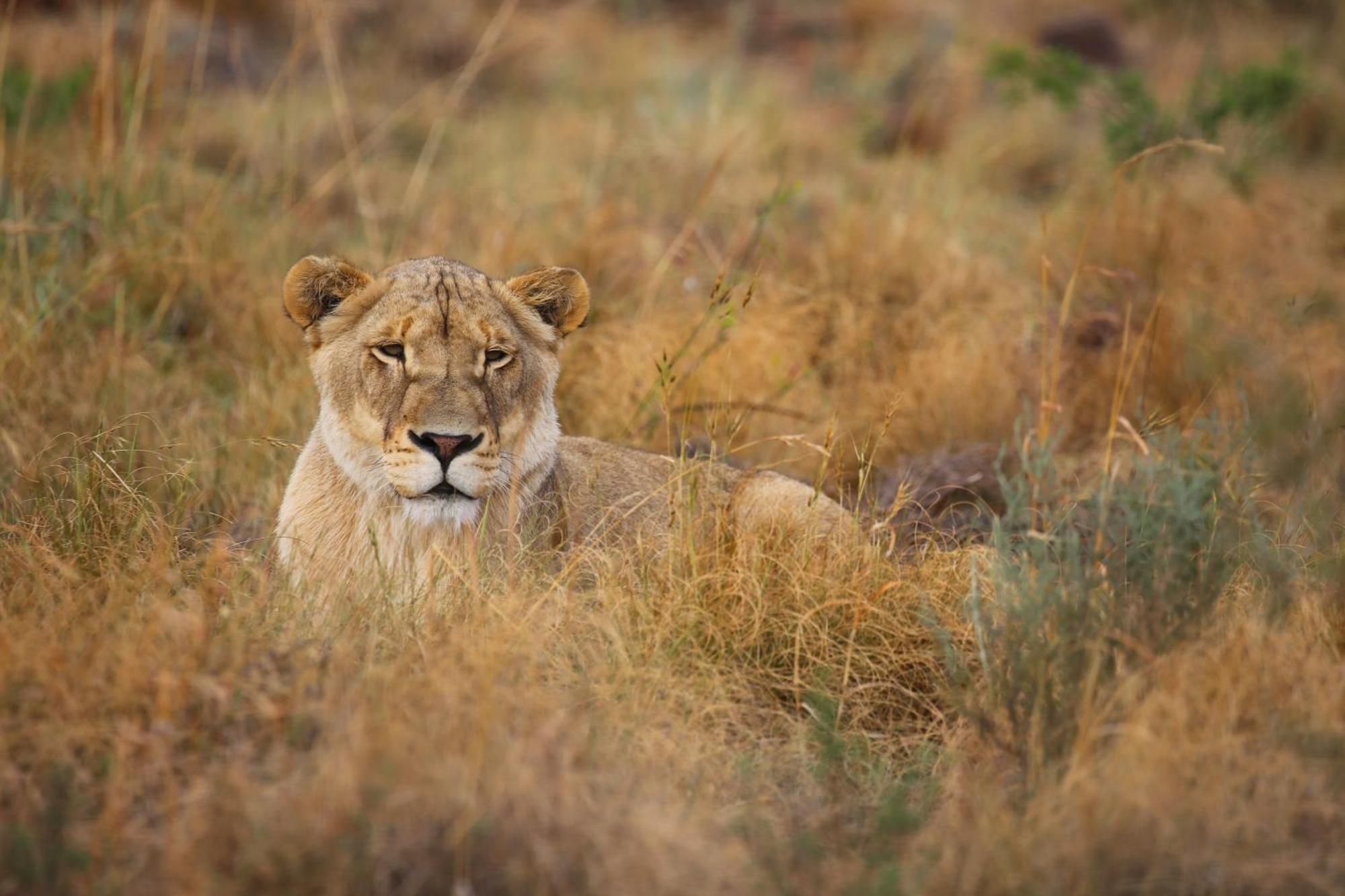 Schrikkloof Private Nature Reserve, Home Of The Lions Foundation Bela-Bela Exterior photo