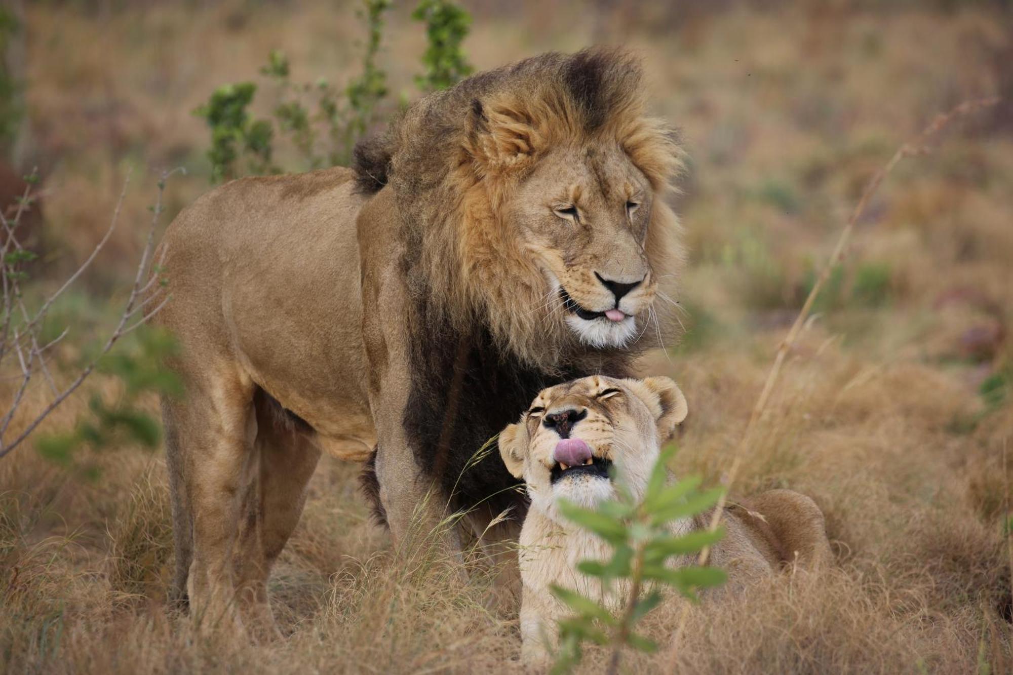 Schrikkloof Private Nature Reserve, Home Of The Lions Foundation Bela-Bela Exterior photo